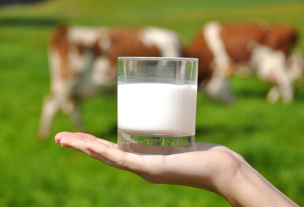 Hoeveel melk geeft een koe per dag?
