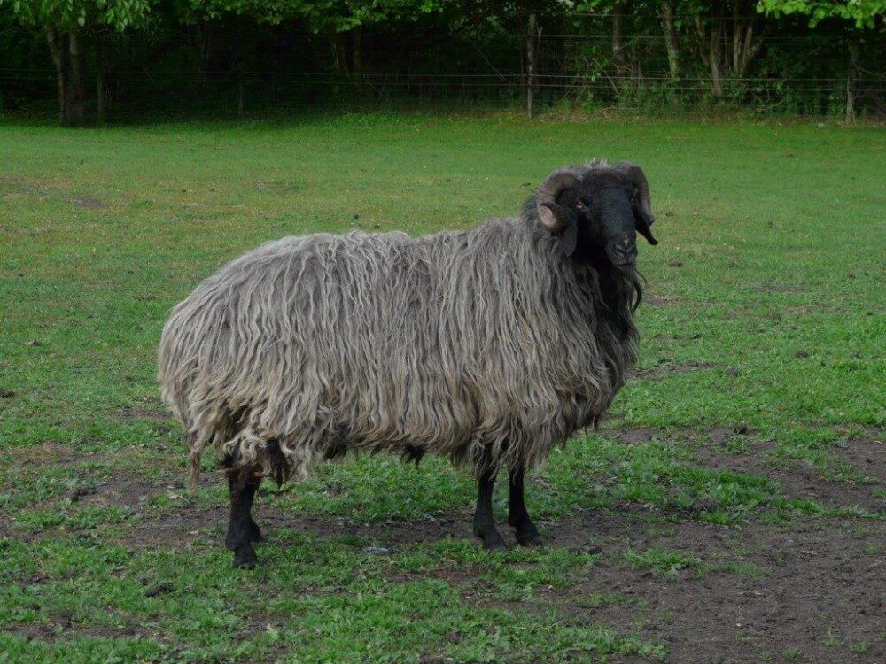 Karakul-schapenras: kenmerken, beschrijving