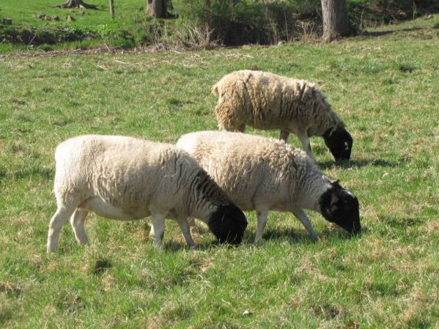 Katum gladharige schapen: beschrijving, voor- en nadelen van het ras