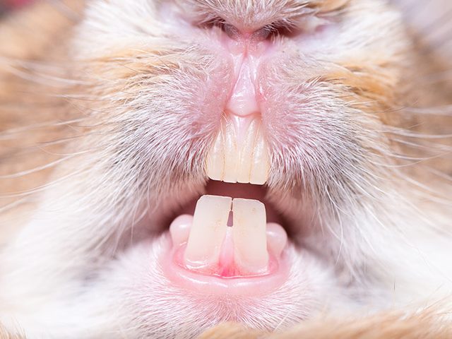 Kenmerken van de structuur van de tanden van een decoratief konijn en de regels voor de verzorging ervan