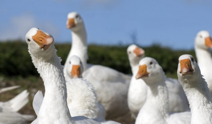 Kenmerken van het fokken van ganzen