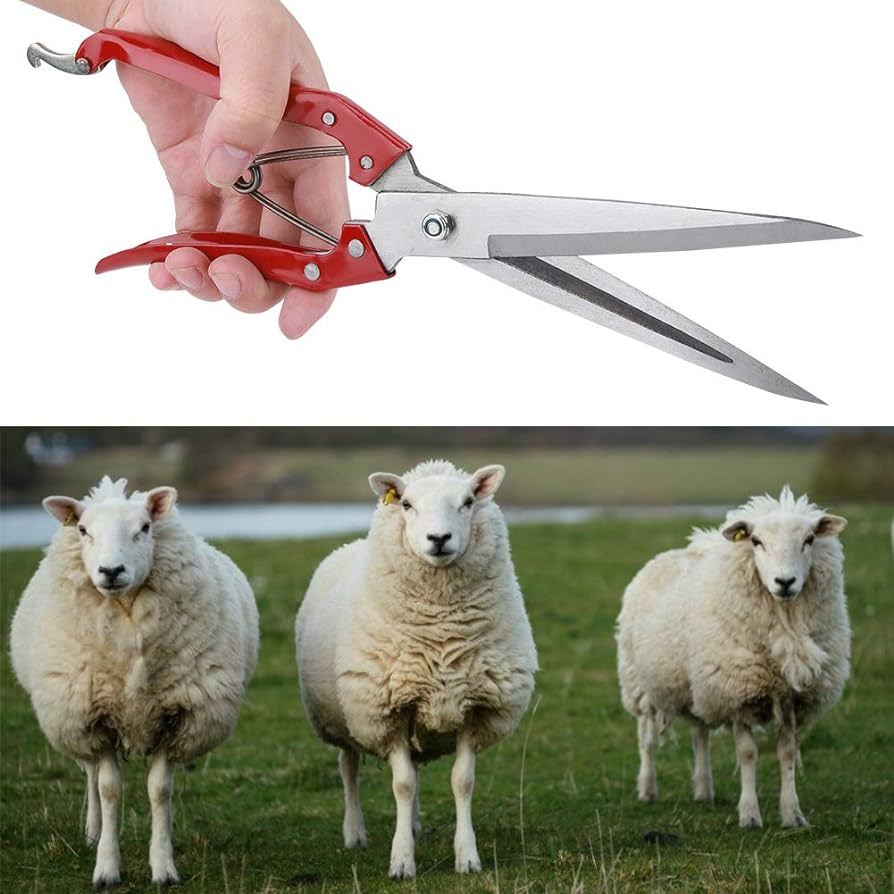 Kenmerken van het handmatig scheren van schapen: algemene regels voor het kiezen van een schaar