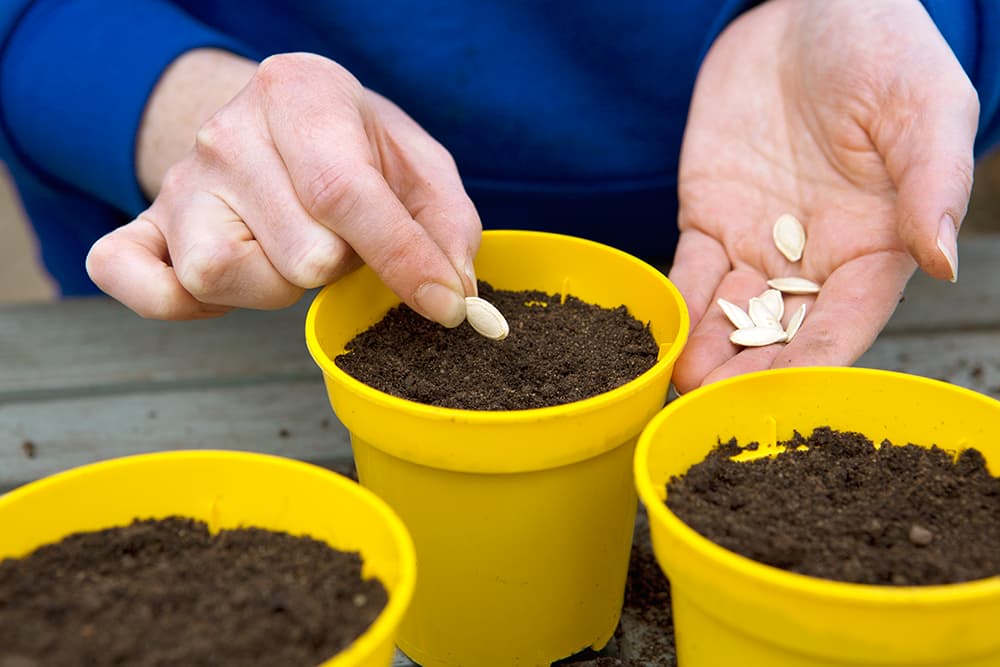 Kenmerken van het kweken en verzorgen van zaailingen van courgette