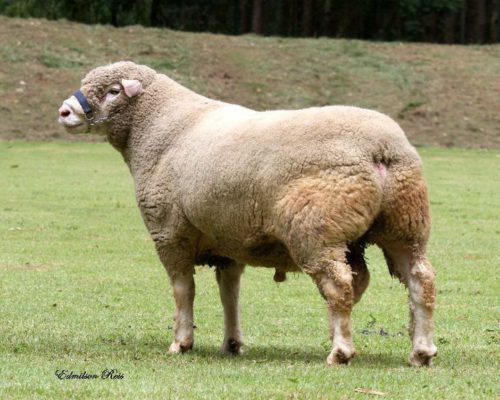 Kenmerken van het schapenras Ile de France: beschrijving, fokkenmerken