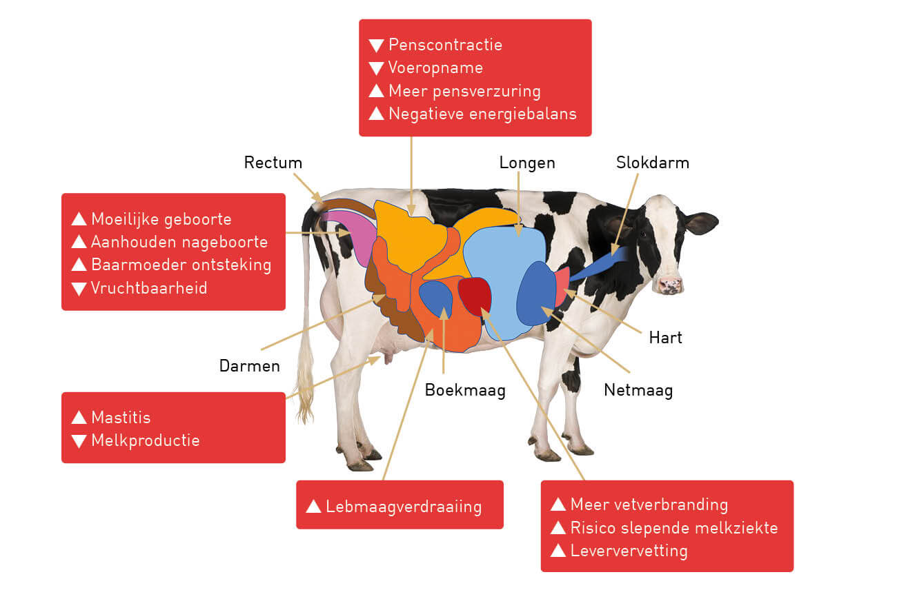 Ledematenziekten bij koeien en rundvee