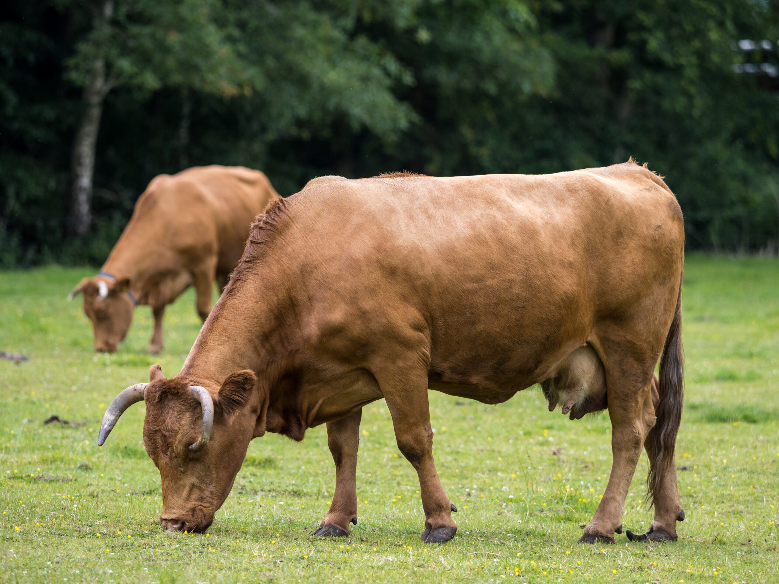 Limousin koeienras