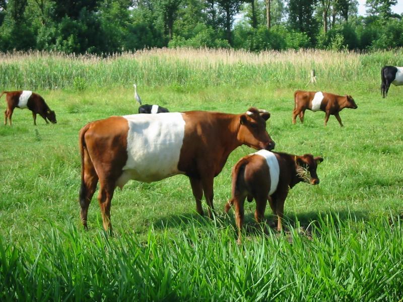 Nederlands koeienras
