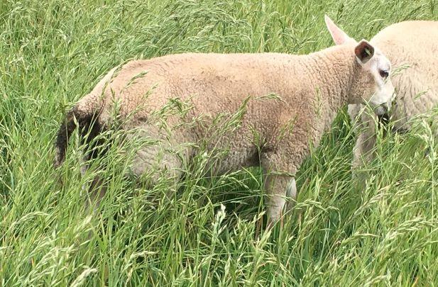 Oorzaken van diarree bij schapen, behandeling en preventie
