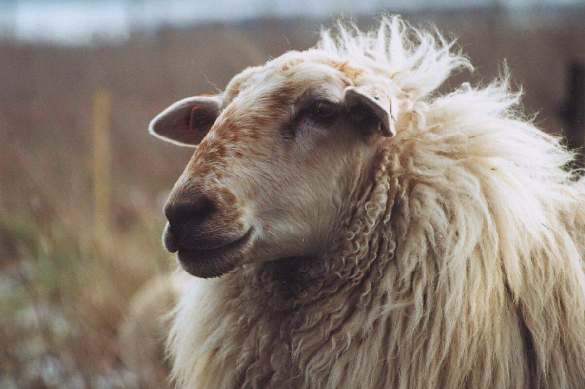 Pokkenvirus bij schapen en geiten: kenmerken van de ziekteverwekker, controle- en preventiemaatregelen