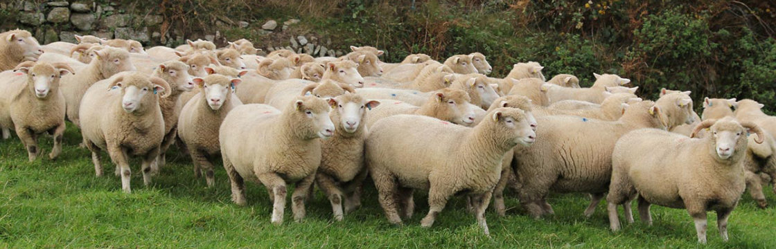 Regels voor vaccinatie van schapen: leeftijd van schapen, vaccinatievolgorde