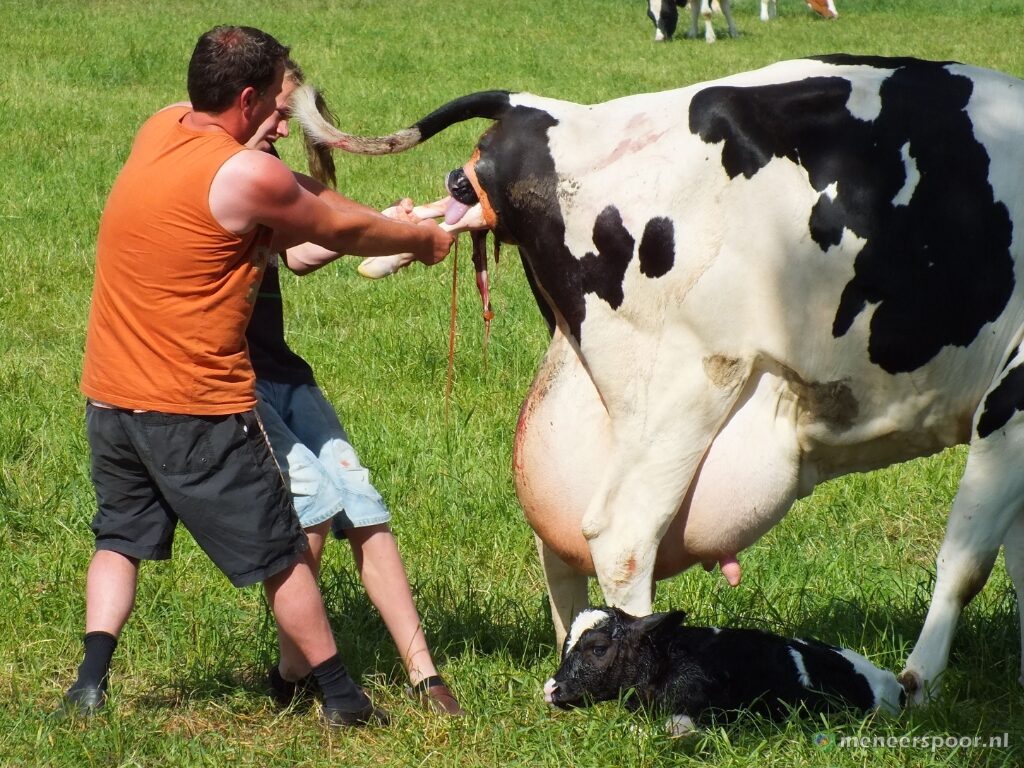Stagnatie na de bevalling bij koeien