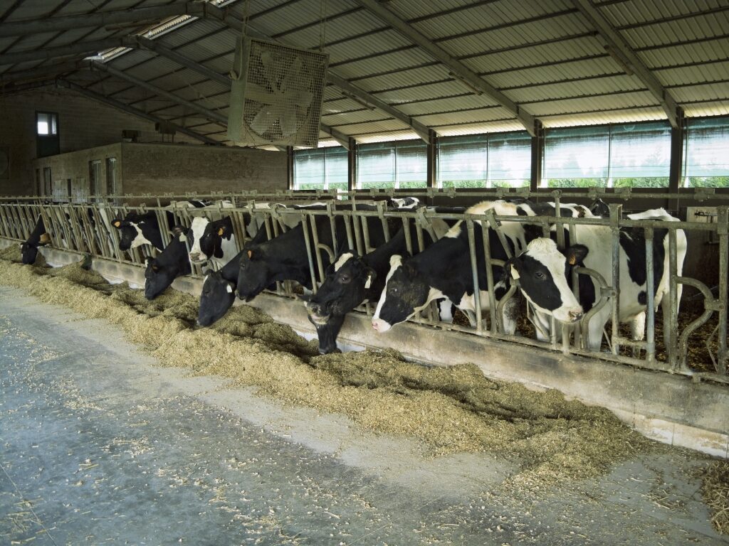 Technologie van vastgebonden en losse huisvesting van koeien