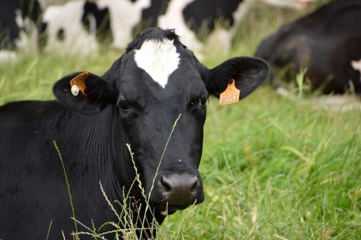 Traumatische pericarditis bij koeien en runderen