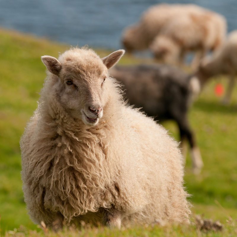 Waarom schapen, rammen en lammeren niet op hun achterpoten kunnen staan