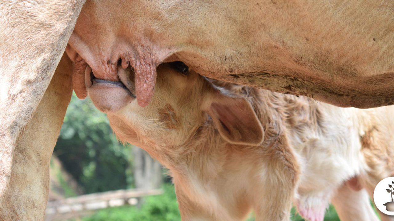 Wanneer begint een koe voor het eerst melk te geven?