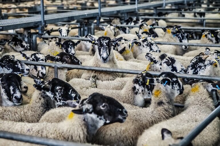 Welke schapen mogen gemolken worden, waarom worden niet alle schapen gemolken, schapenmelkproducten