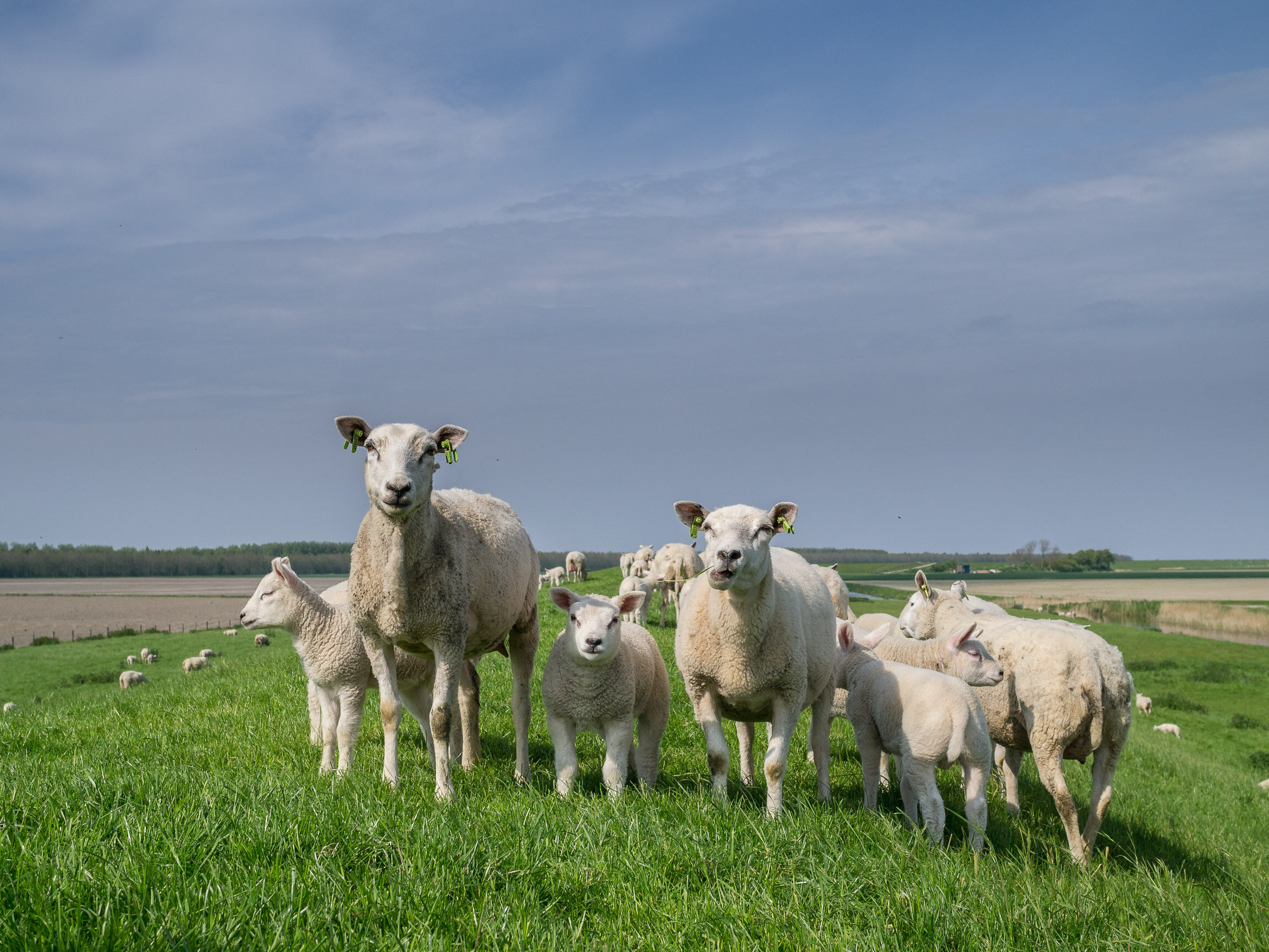 Wie wordt beschouwd als de voorouder van tamme schapen: theorieën over de oorsprong
