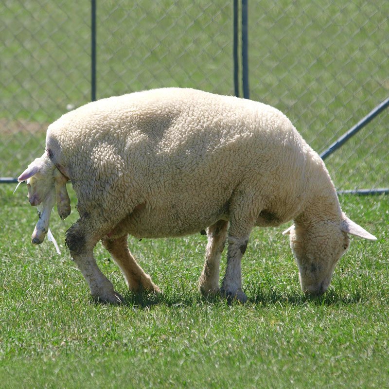 Zwangere (zwangere) schapen: hoeveel lammeren kunnen er in één lam zijn, de frequentie van de zwangerschap