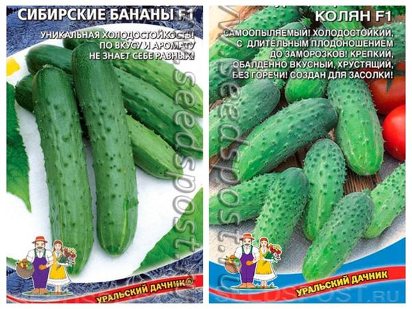 5 varianter av agurker som vil gi en avling under alle forhold