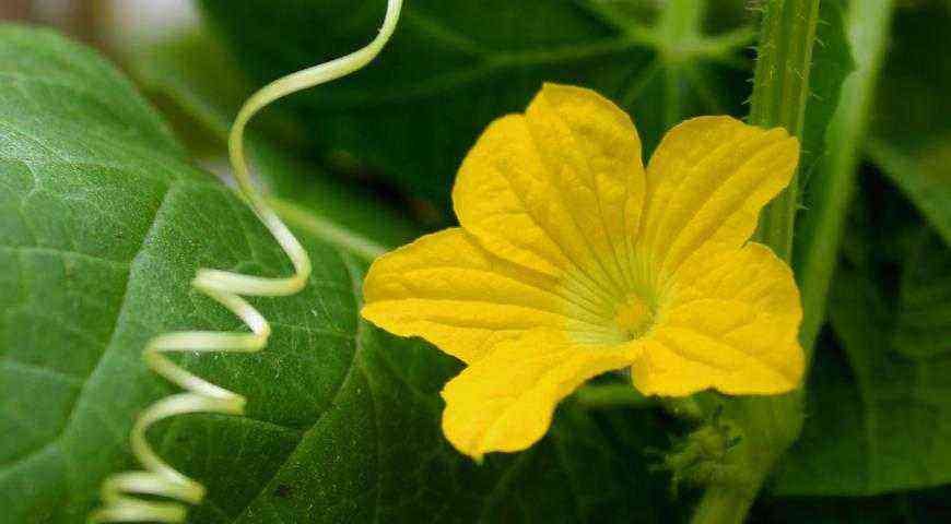 7 årsaker til tomme blomster i agurker og hvordan du løser problemet