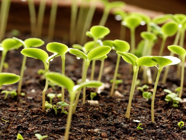 Alt om å dyrke aubergine i et drivhus av polykarbonat