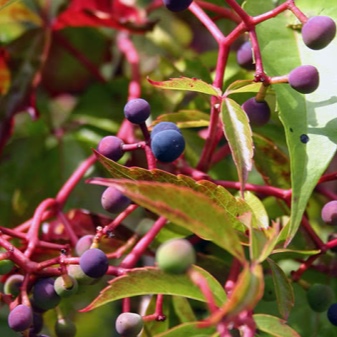Girlish fembladede druer: beskrivelse og dyrking