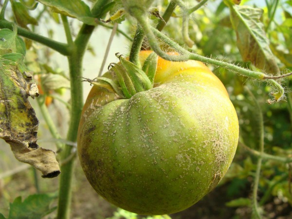 Hva skal man gjøre med sensyke på tomater i utmark