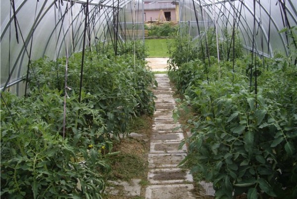 Hvordan binde opp tomater i et drivhus av polykarbonat