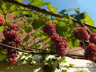 Hvordan dyrke druer fra stiklinger?