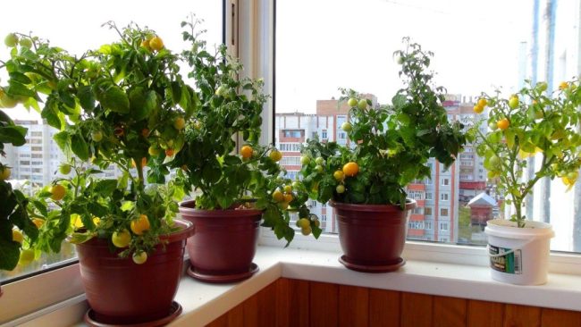 Hvordan dyrke tomater på balkongen?