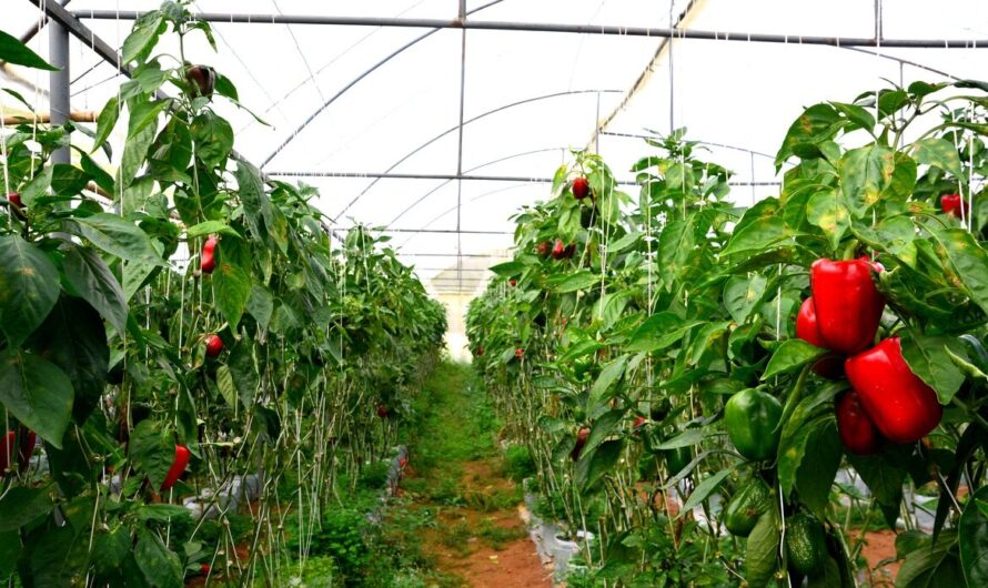 Hvordan plante paprika: veksttips