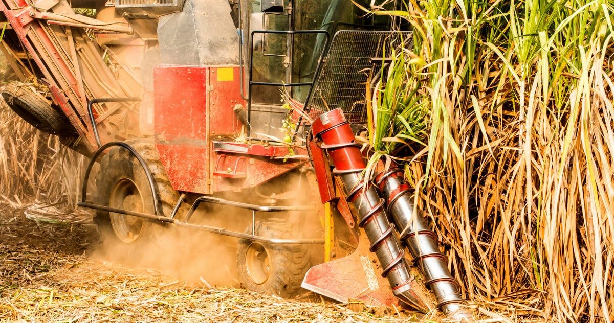 Hvordan redusere tap av sukkerrør