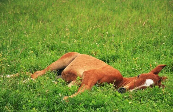 Hvordan sover hester?