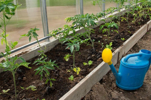 Hvordan vanne tomater riktig i et drivhus av polykarbonat