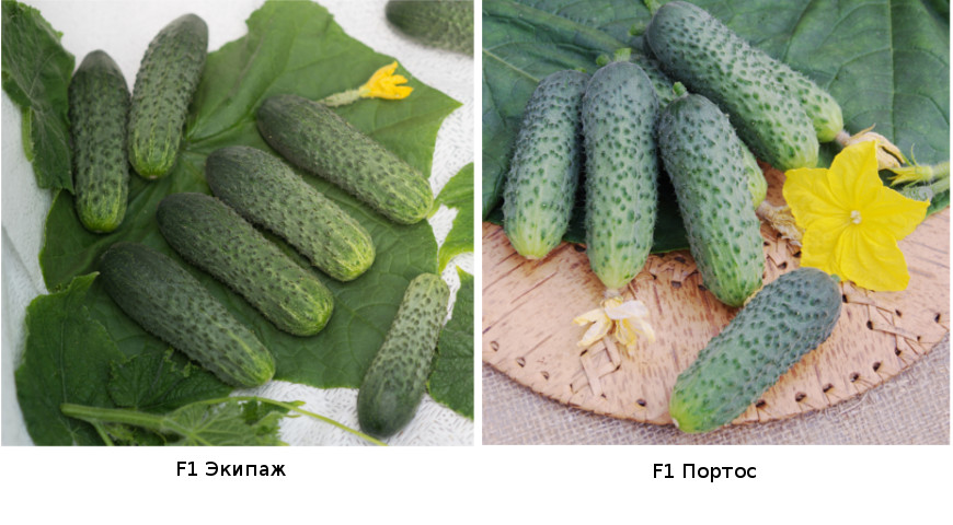Oversikt over de beste kuldebestandige variantene av agurker for en kald sommer