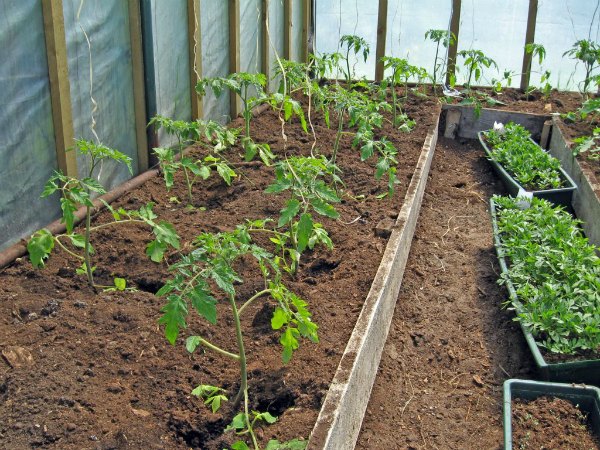 På hvilken avstand å plante tomater i et drivhus