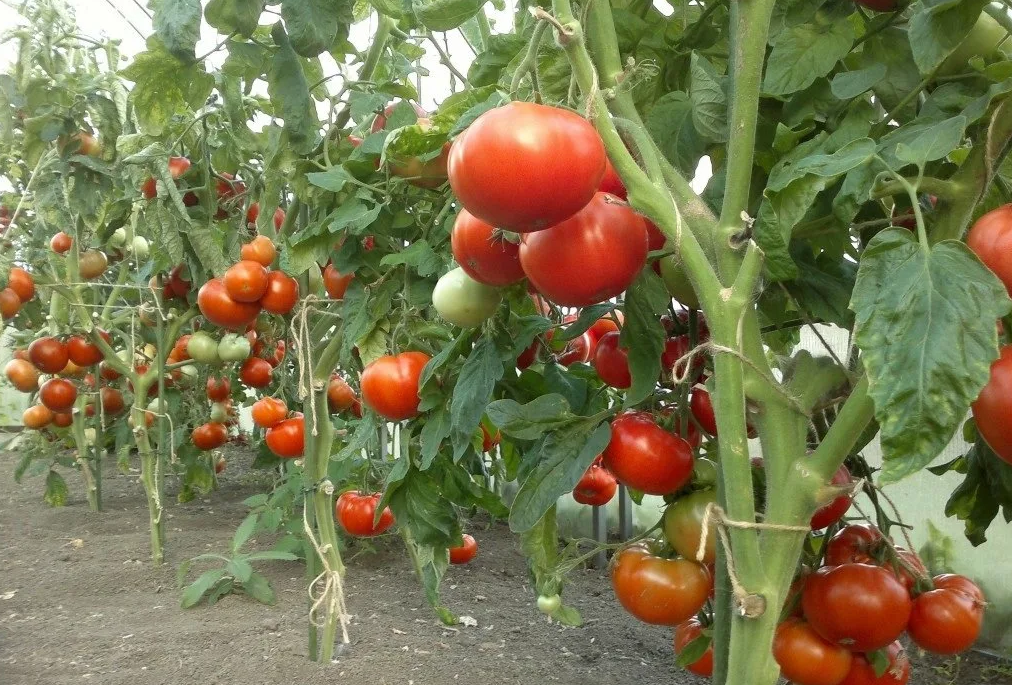 Phytophthora på tomater: tegn, behandling og forebygging