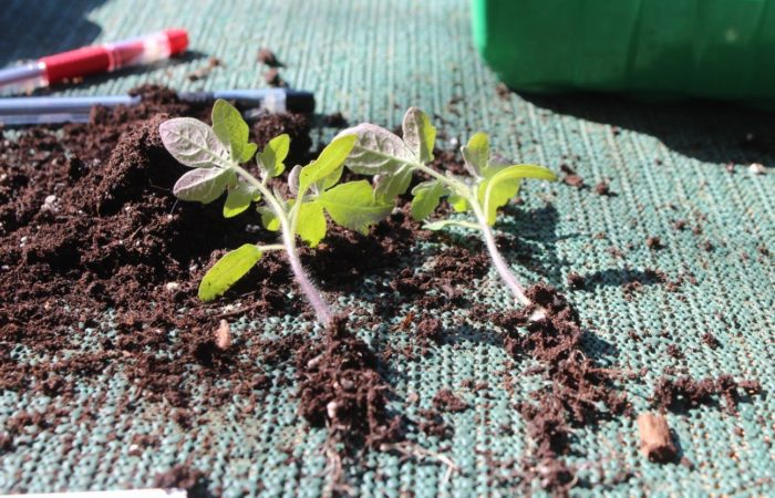 Plagsom, men viktig: hvorfor dykke tomatfrøplanter og hvordan organisere prosessen med «flytting» av frøplanter mer effektivt
