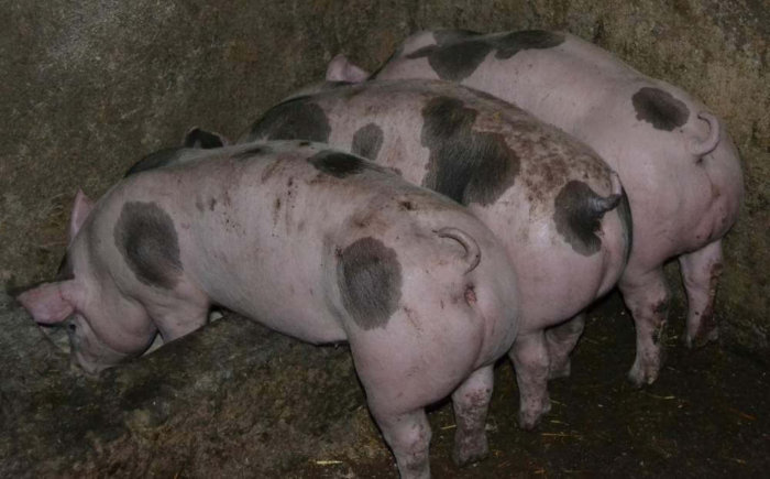 Raser av griser for kjøttproduksjon