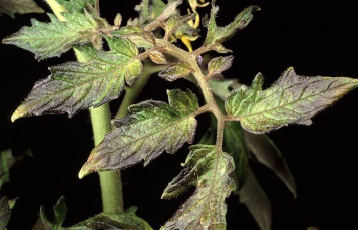 Rikelig frukting, rask vekst - de grunnleggende reglene for å mate tomater med fosfor
