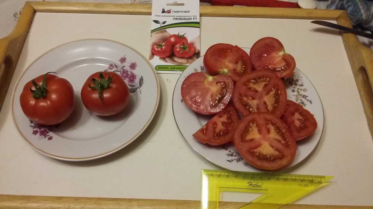 Tomat "Lyubasha": beskrivelse og utbytte av sorten