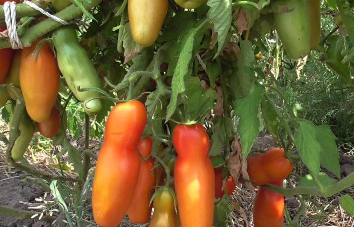 Tomater «Mandom» eller tomater «kvinners lykke»?  Mer korrekt – gleden til gartneren!
