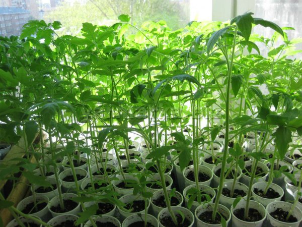 Tomatfrøplanter har vokst ut av hva de skal gjøre