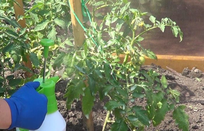 Utrolig seig og farlig – hvordan beskytte tomater mot den verste fienden, sen vekst: jordarbeiding etter en sykdom