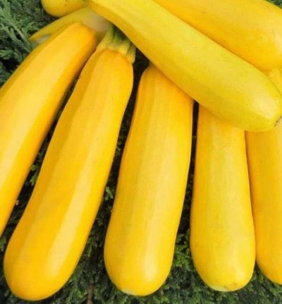 Beskrivelse og hovedkarakteristika for zucchini Iskander med bilder og anmeldelser