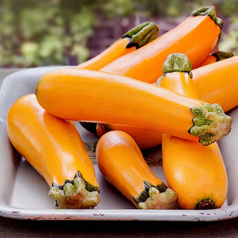 Egenskaper av zucchini-sorten Orange