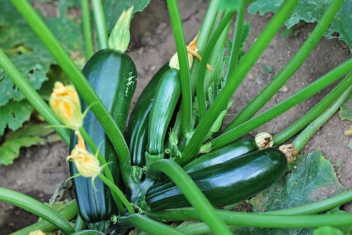 Funksjoner ved å dyrke og ta vare på frøplanter av zucchini