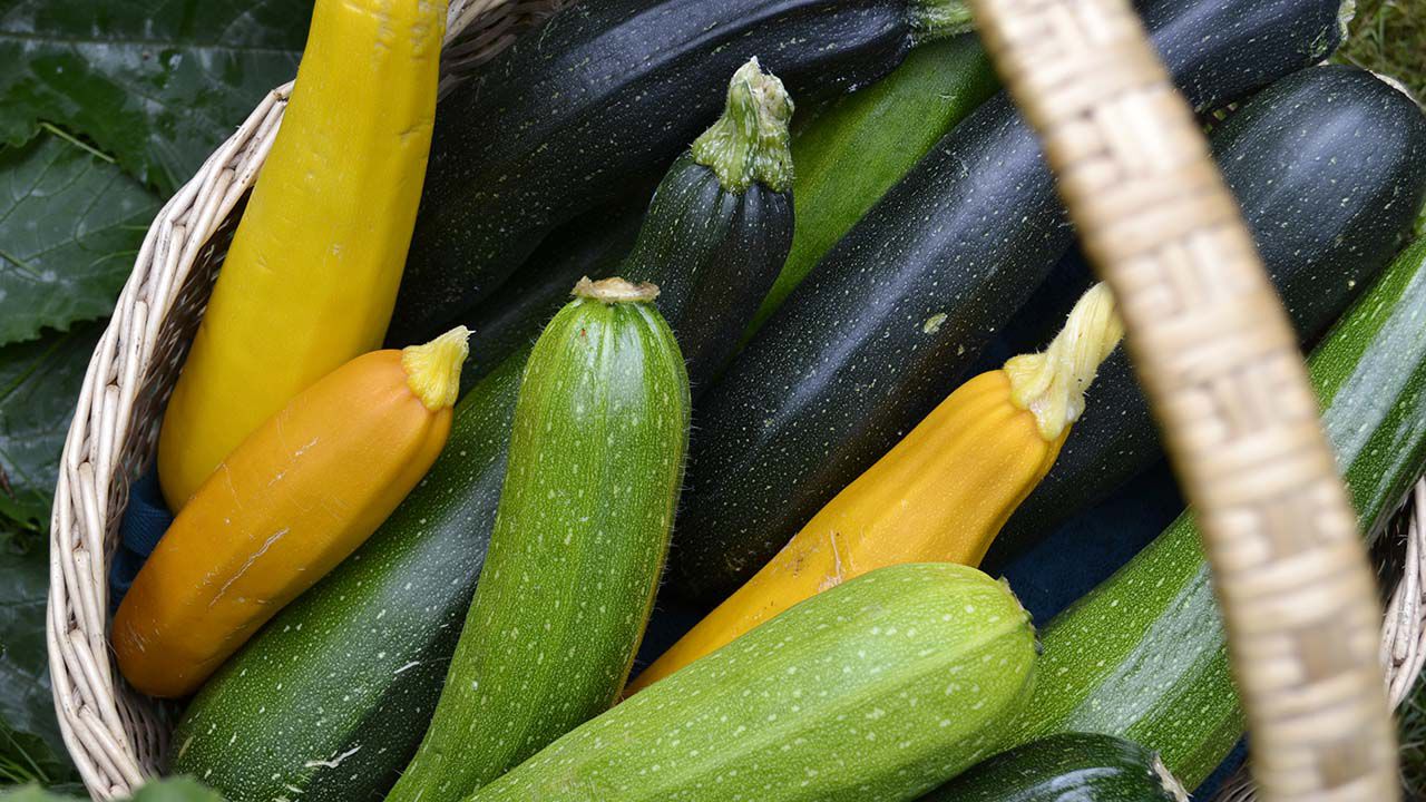Funksjoner ved oppbevaring av zucchini hjemme