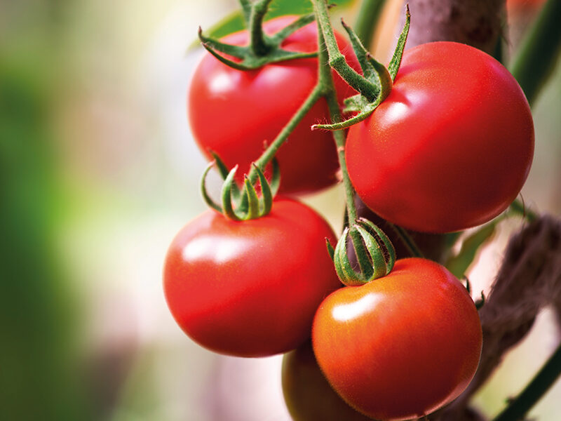 Hvordan dyrke tomater hjemme: trinnvise instruksjoner, pleiefunksjoner