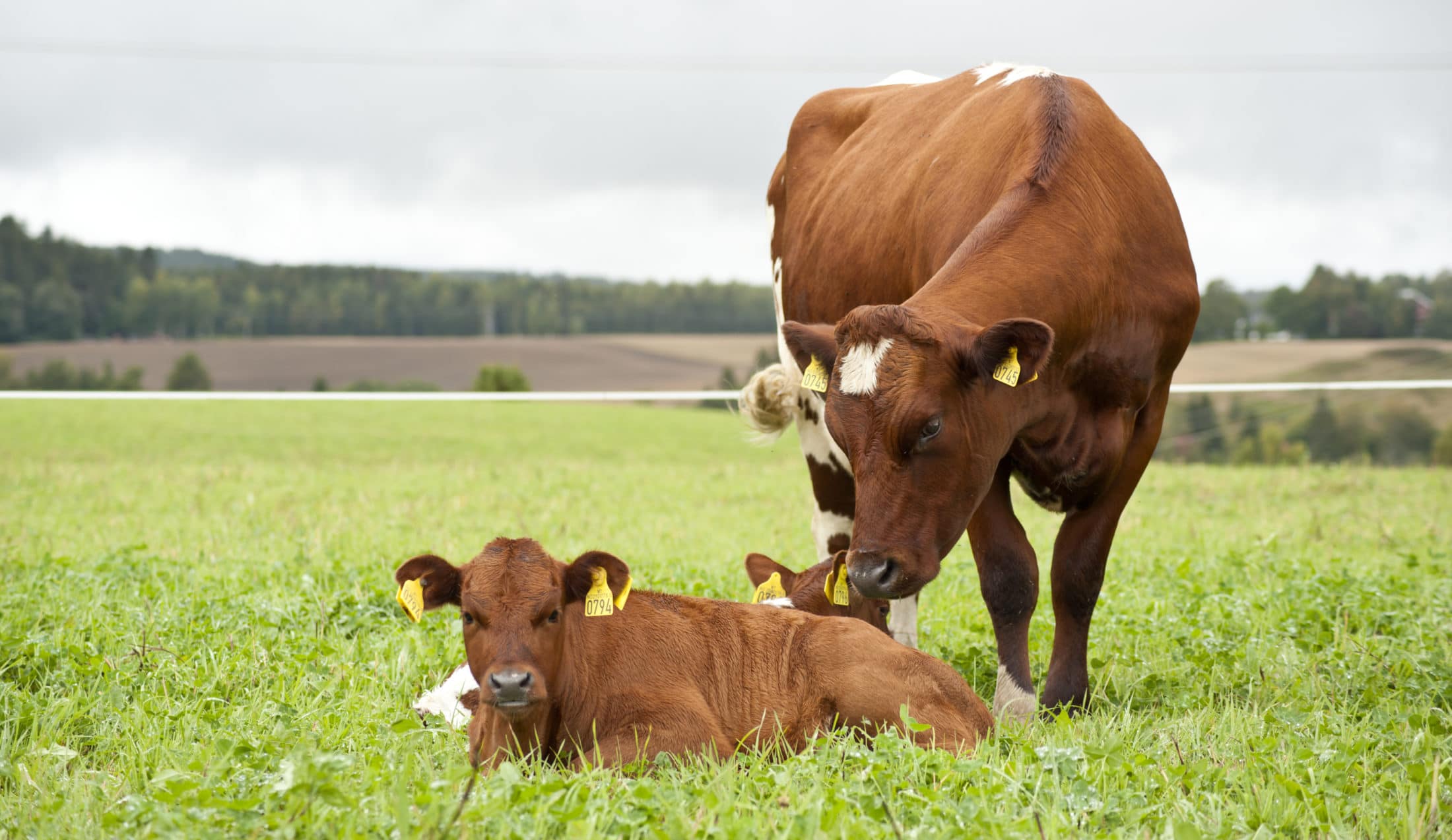 Kallenavn for en ku og kalv – hvordan velge, hva du bør vurdere, populære eksempler